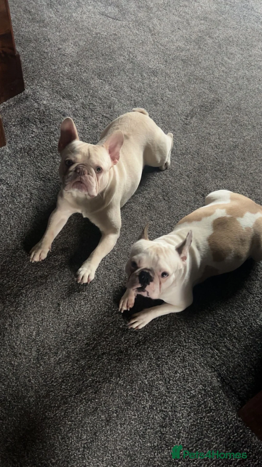 French Bulldog dogs for sale: DWKC Registered Puppies – Health Tested  - Advert 3