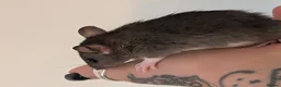 Rat rodents for sale: 2x female halfie rats. 6 weeks old - Advert 2