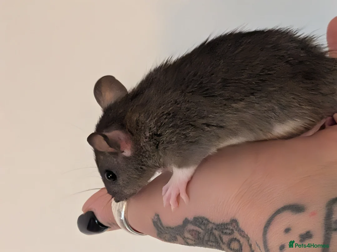 Rat rodents for sale: 2x female halfie rats. 6 weeks old - Advert 2