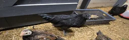 Chickens poultry for sale: Ayam Cemani rooster/Cockerell  in Norwich - Advert 3