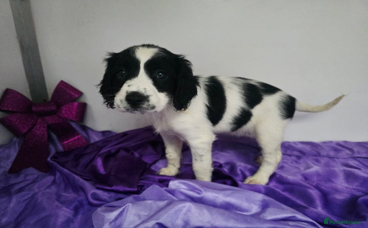 English Springer Spaniel dogs - Advert 1