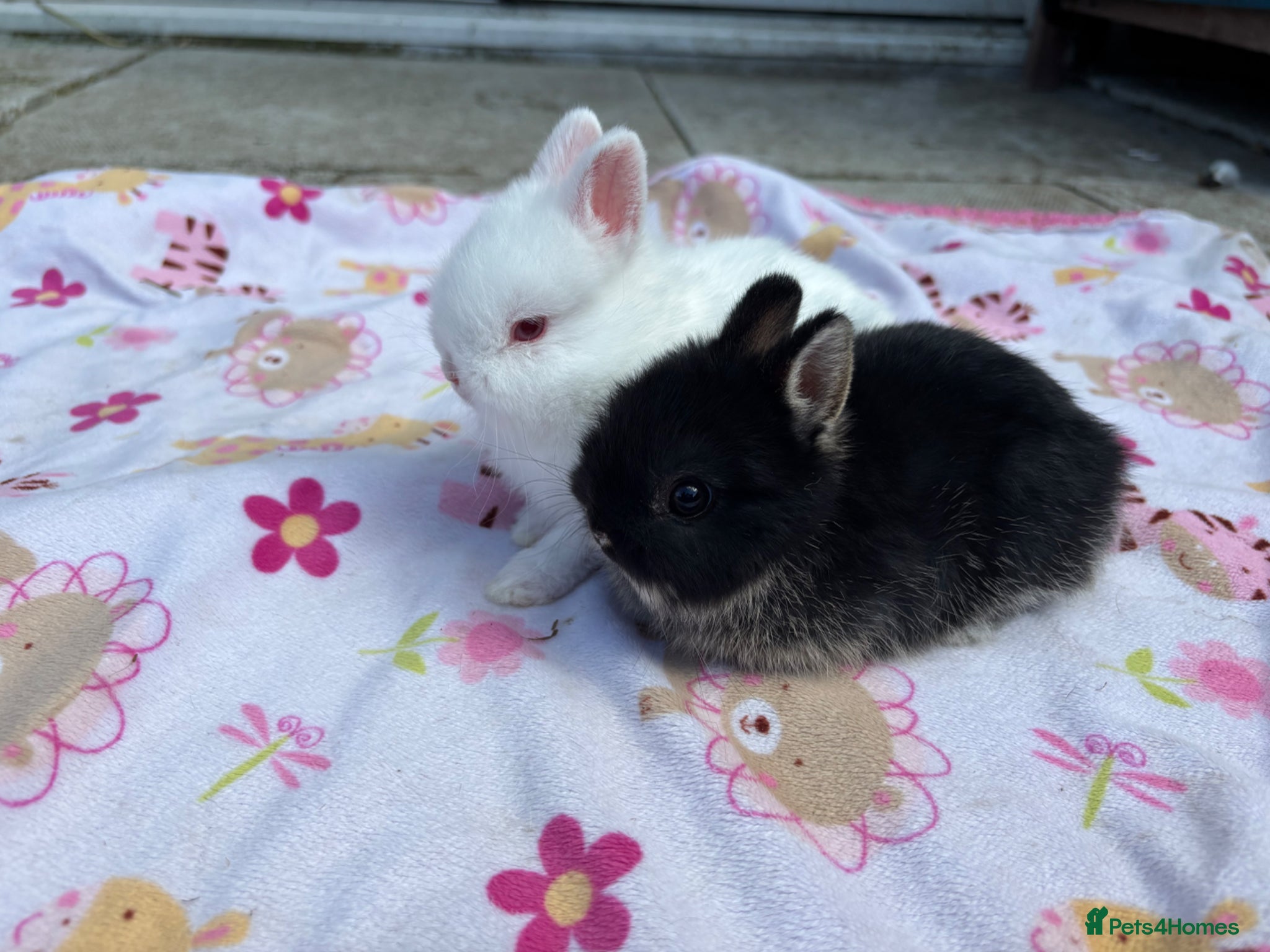 Netherland Dwarf rabbits Netherland Dwarf babies  - Advert 13