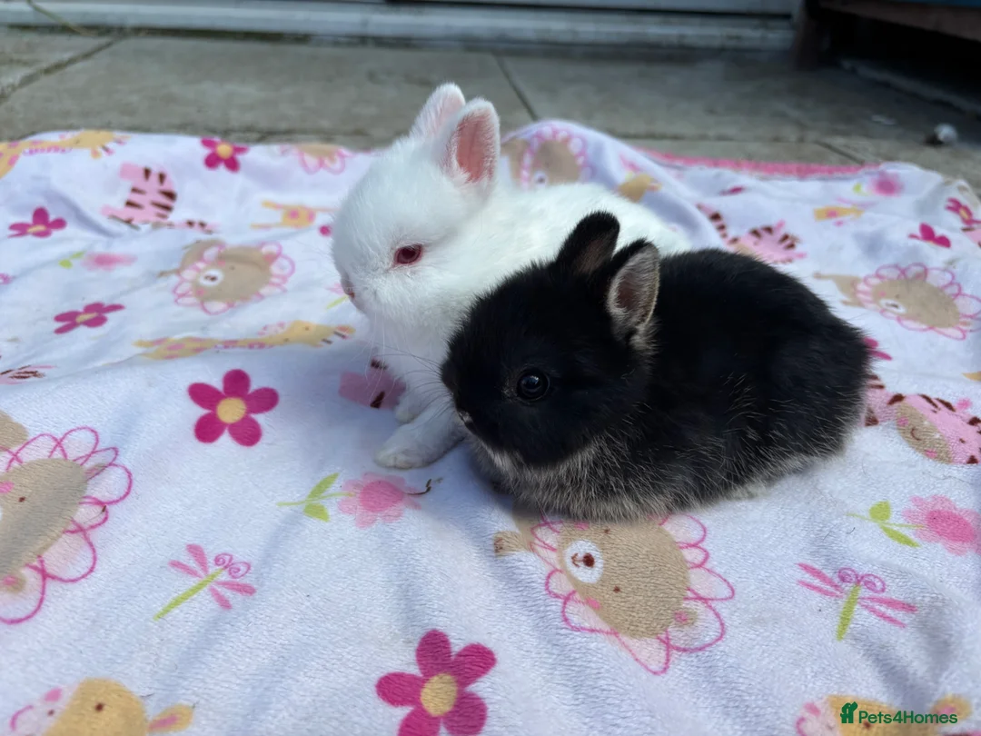 Netherland Dwarf rabbits for sale: Netherland Dwarf babies  - Advert 1