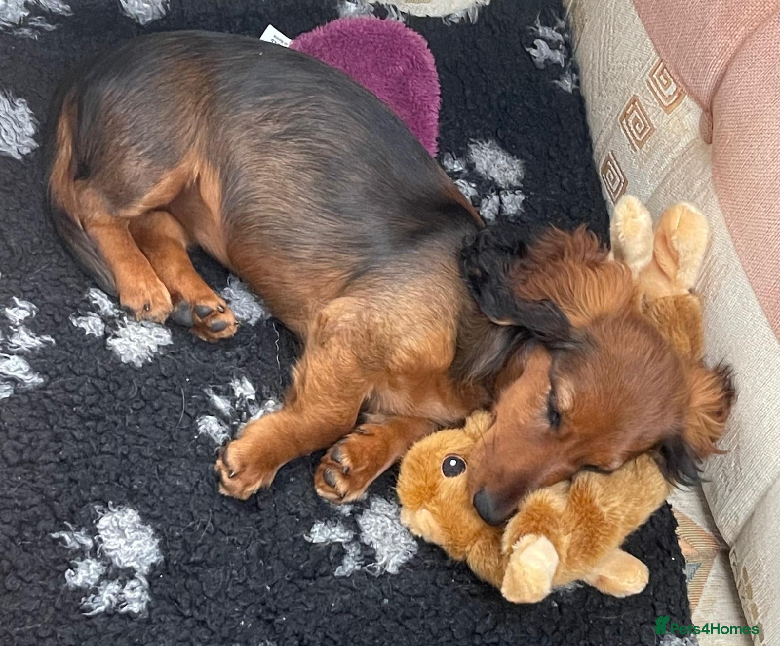 Miniature Dachshund dogs K.C Longhaired Miniature Dachshund - Advert 1