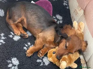 Miniature Dachshund dogs K.C Longhaired Miniature Dachshund - Advert 2