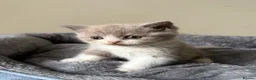 British Shorthair cats for sale: British Shorthair Kittens for Sale - Advert 20