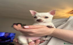 Chihuahua dogs for sale: Beautiful smooth coat chihuahua girl  - Image 3