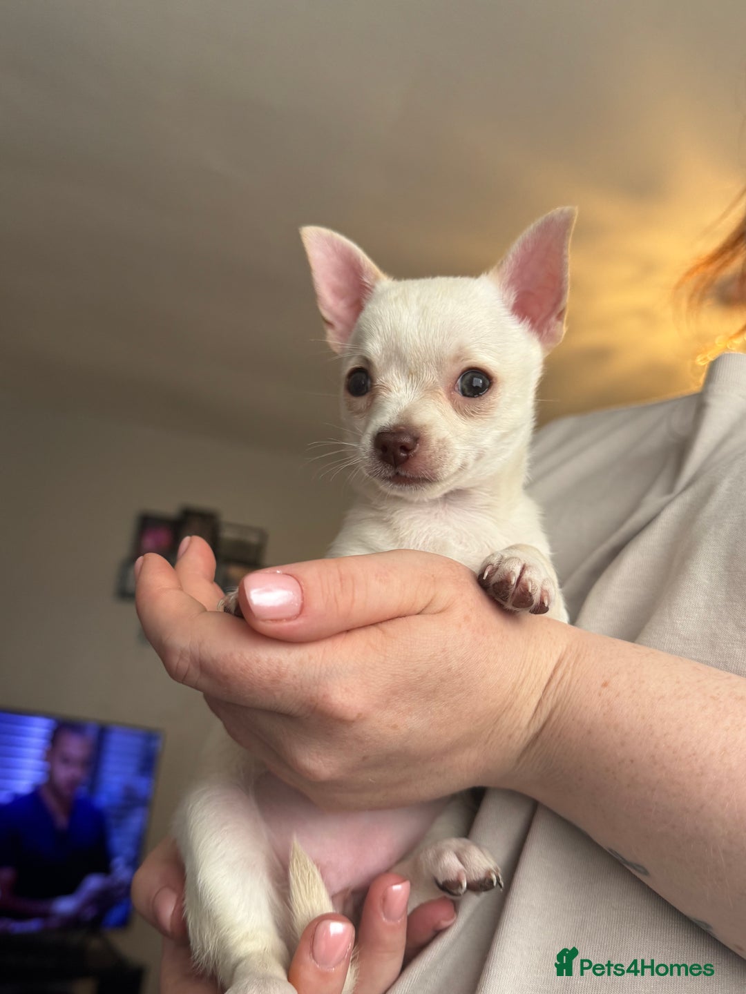 Chihuahua dogs for sale: Beautiful smooth coat chihuahua girl  - Image 3