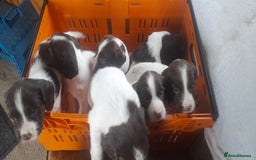 English Springer Spaniel dogs for sale: Beautiful Litter of English Springer Spaniels  - Image 10