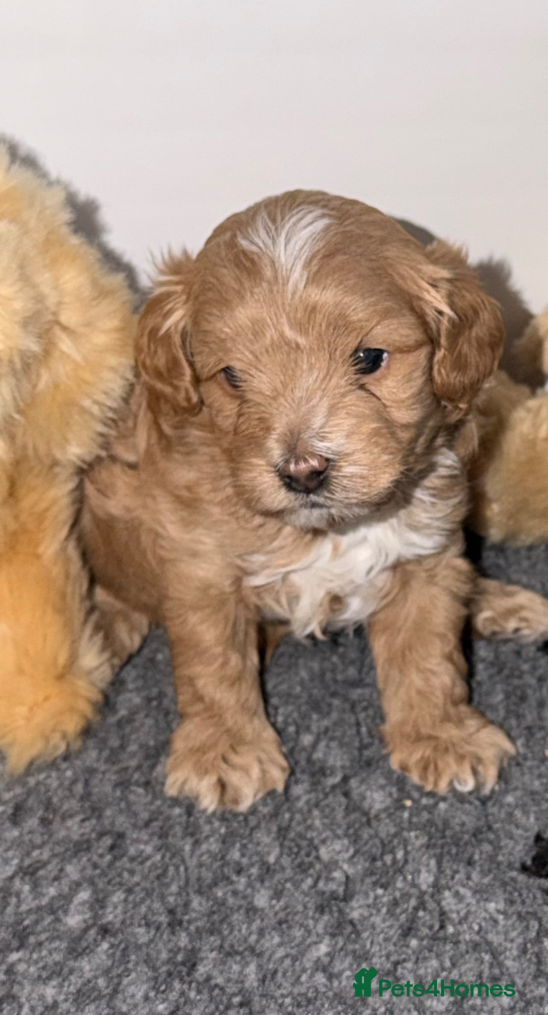 Maltipoo dogs for sale: 2 Beautiful F1 Maltipoo Puppies  - Advert 8