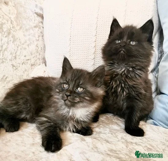 Maine Coon cats REDUCED Black Maine Coon Kittens - Advert 4
