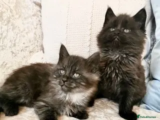 Maine Coon cats REDUCED Black Maine Coon Kittens - Advert 4