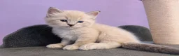 Ragdoll cats for sale: Registered ragdoll kittens by grand champion in Scunthorpe - Advert 13
