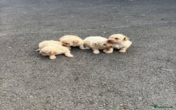 Toy Poodle dogs for sale: Toy Poodle Pups with Lovely Temperaments - Image 19