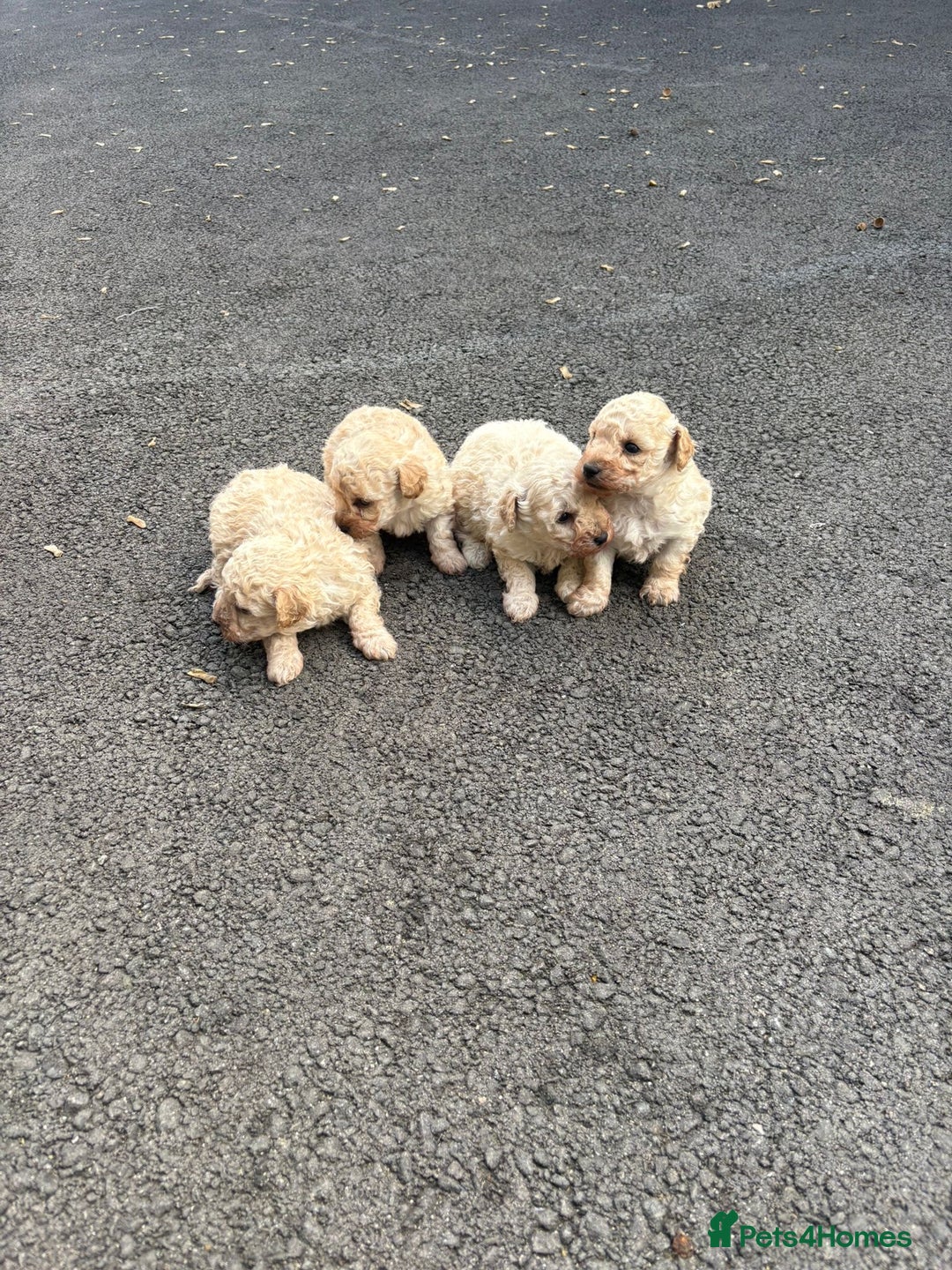 Toy Poodle dogs for sale: Toy Poodle Pups with Lovely Temperaments - Image 19