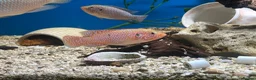Cichlids fish for sale: Malawi cichlid  - Advert 2