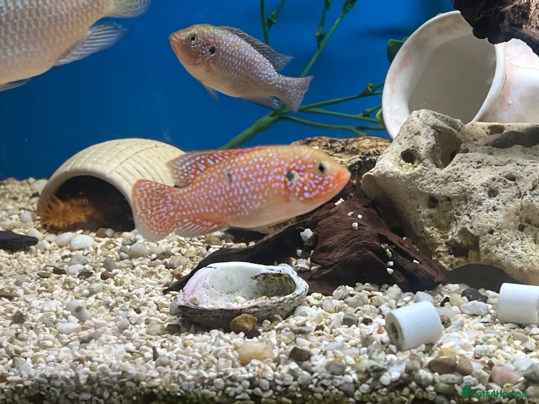 Cichlids fish for sale: Malawi cichlid  - Advert 2