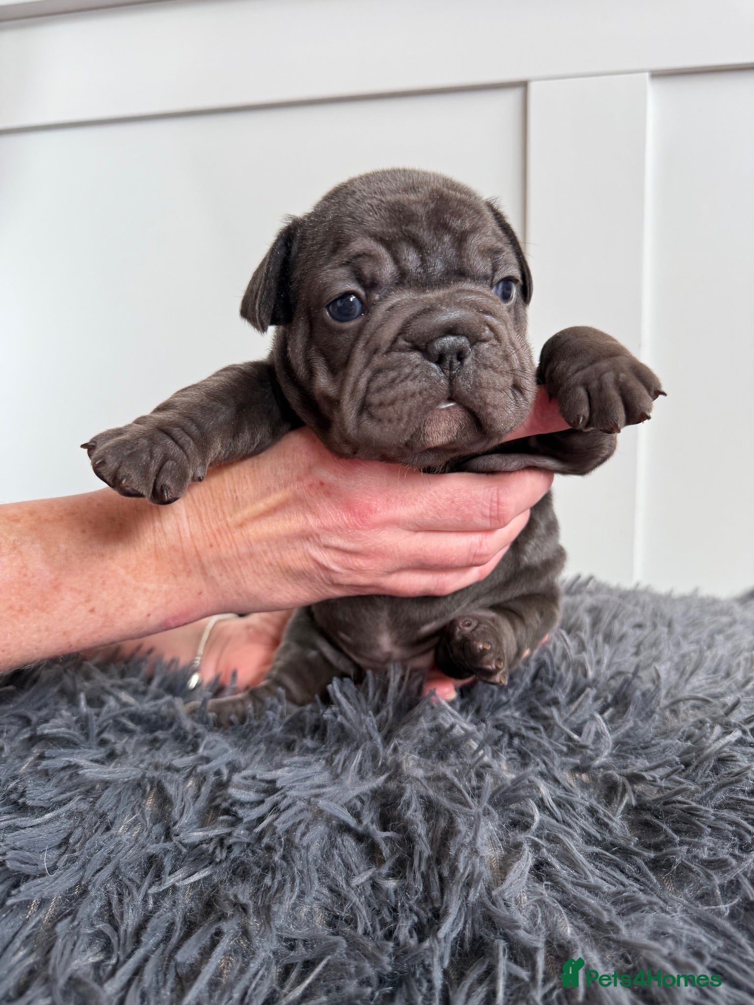 French Bulldog dogs 🐾Amazing French Bulldog Puppies🐾 - Advert 18