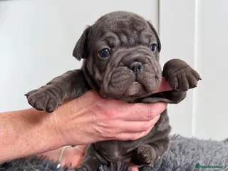 French Bulldog dogs 🐾Amazing French Bulldog Puppies🐾 - Advert 2