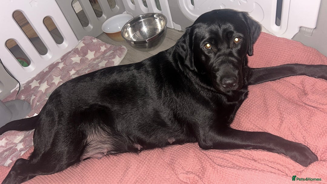 Labrador Retriever dogs for sale: Labrador Puppies  - Image 3