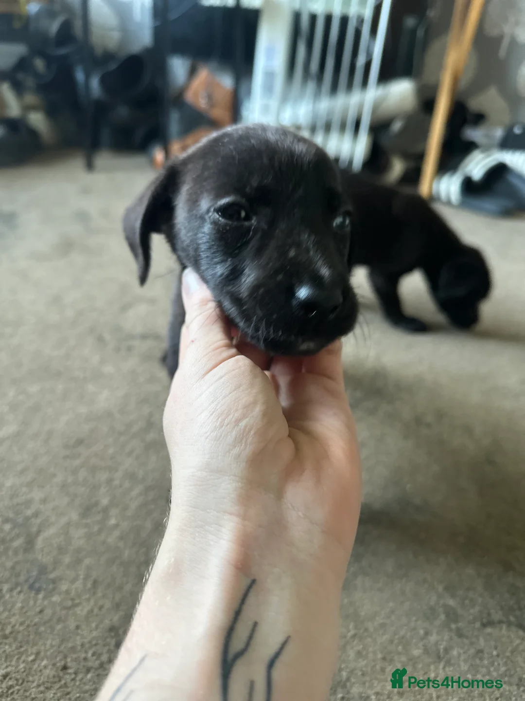 Mixed Breed dogs for sale: Puppies - Advert 9