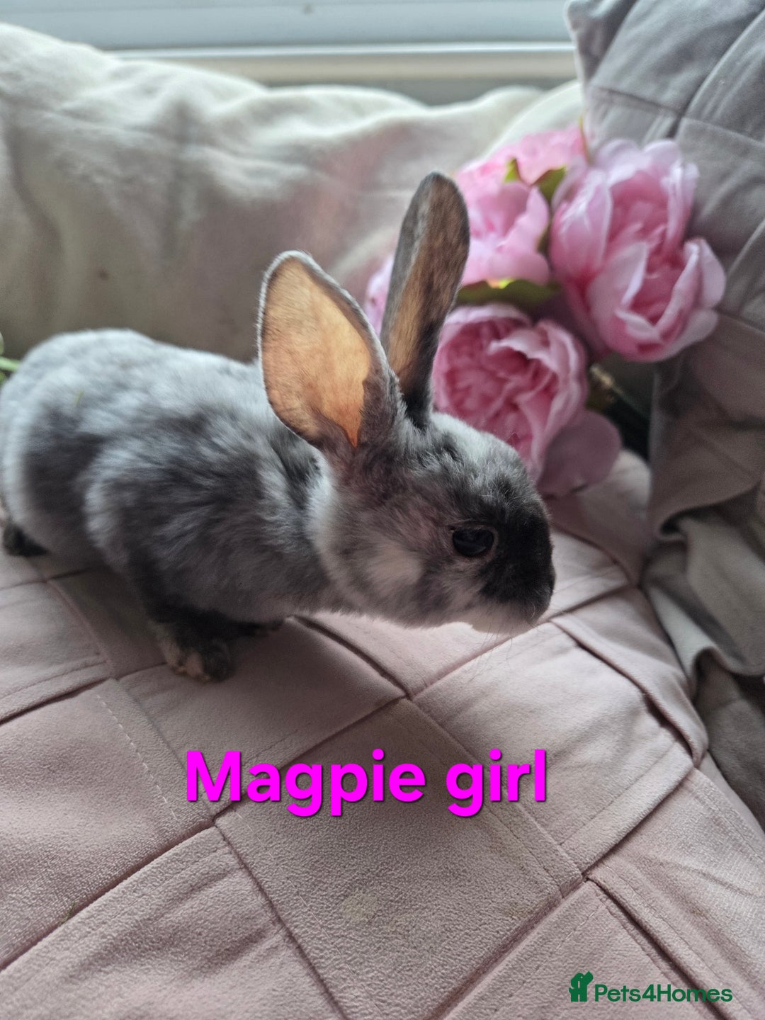 Rex rabbits for sale: 🐰 Beautiful mini rex babies 🐰 - Advert 4