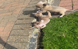 Italian Greyhound dogs for sale: Italian greyhound puppy’s  - Image 19