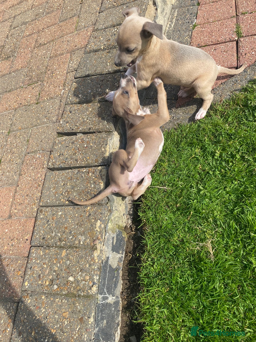 Italian Greyhound dogs for sale: Italian greyhound puppy’s  - Image 19