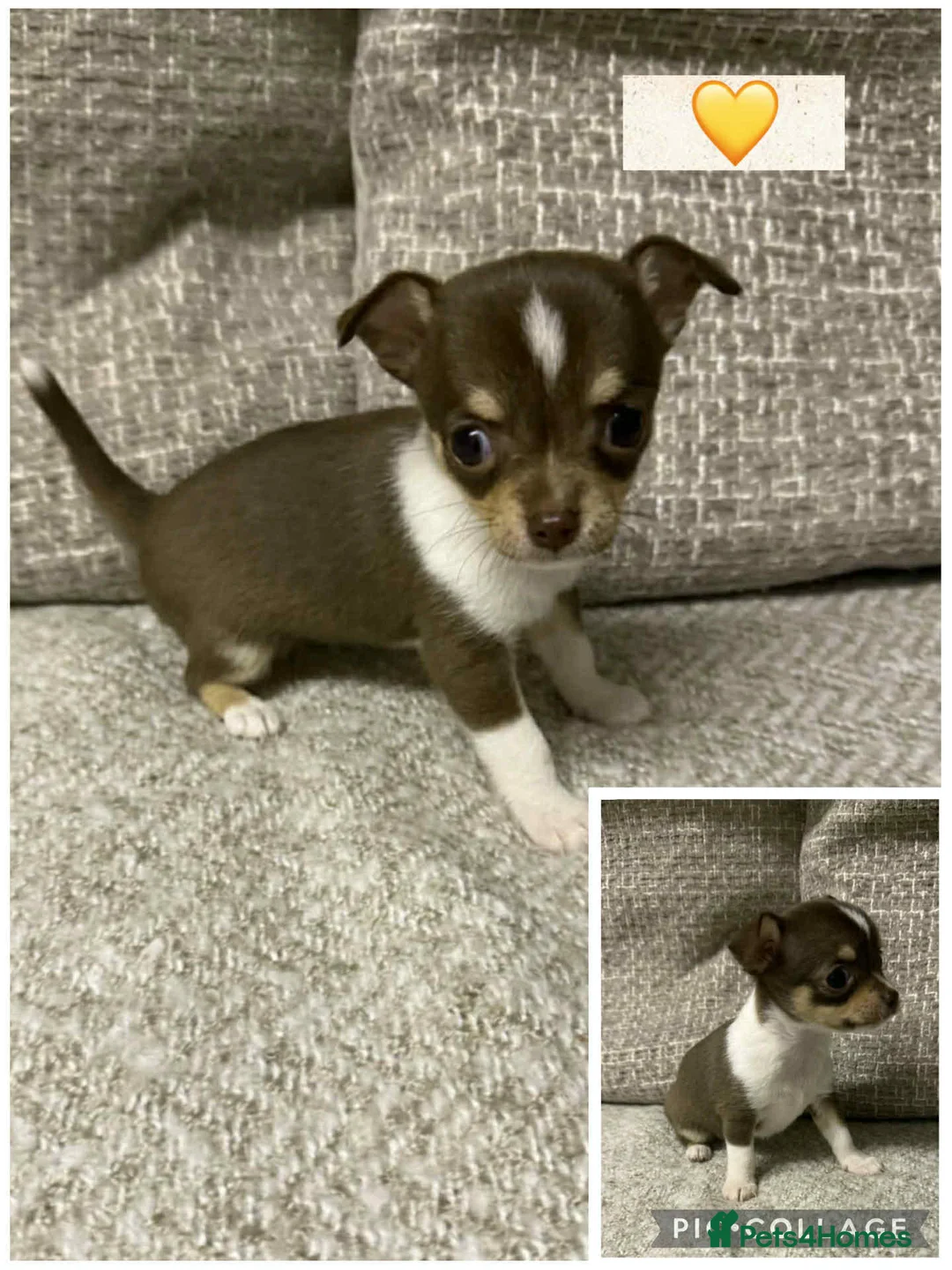 Chihuahua dogs for sale: Three beautiful chihuahua girl puppies  - Advert 3