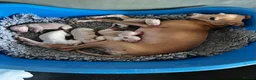 Italian Greyhound dogs for sale: Superb Quality ITALIAN GREYHOUND Puppies - Advert 2