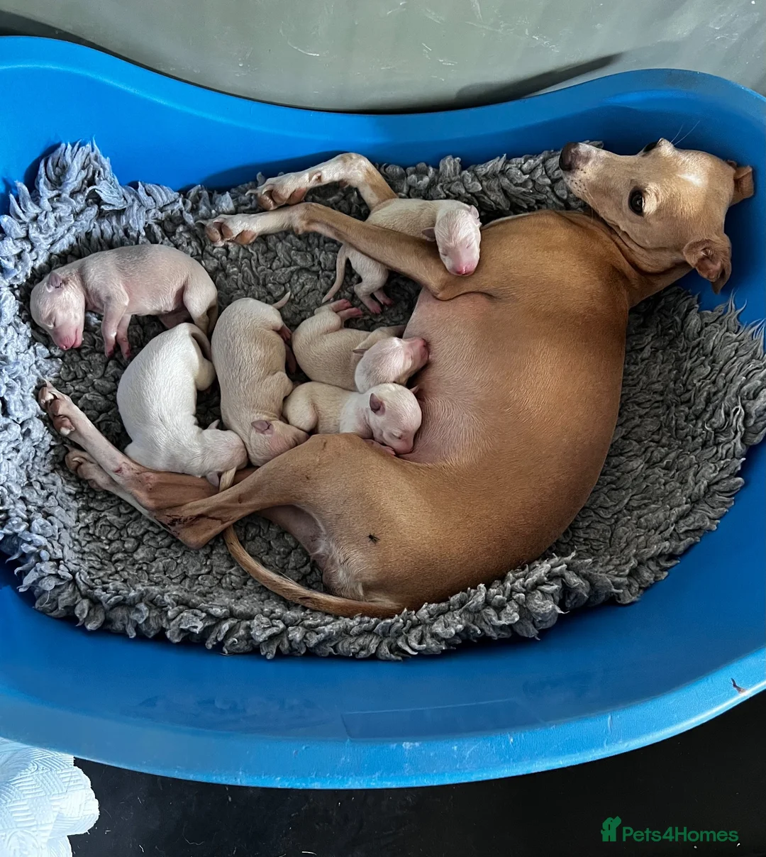 Italian Greyhound dogs for sale: Superb Quality ITALIAN GREYHOUND Puppies - Advert 2