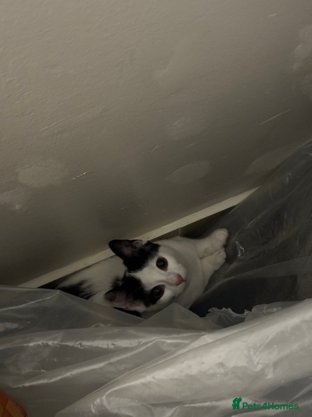 Mixed Breed cats for sale: My baby Luna - Advert 8