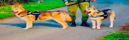 Mixed Breed dogs for sale: 2 Malamute cross akita age 4 nearly 5 - Advert 2