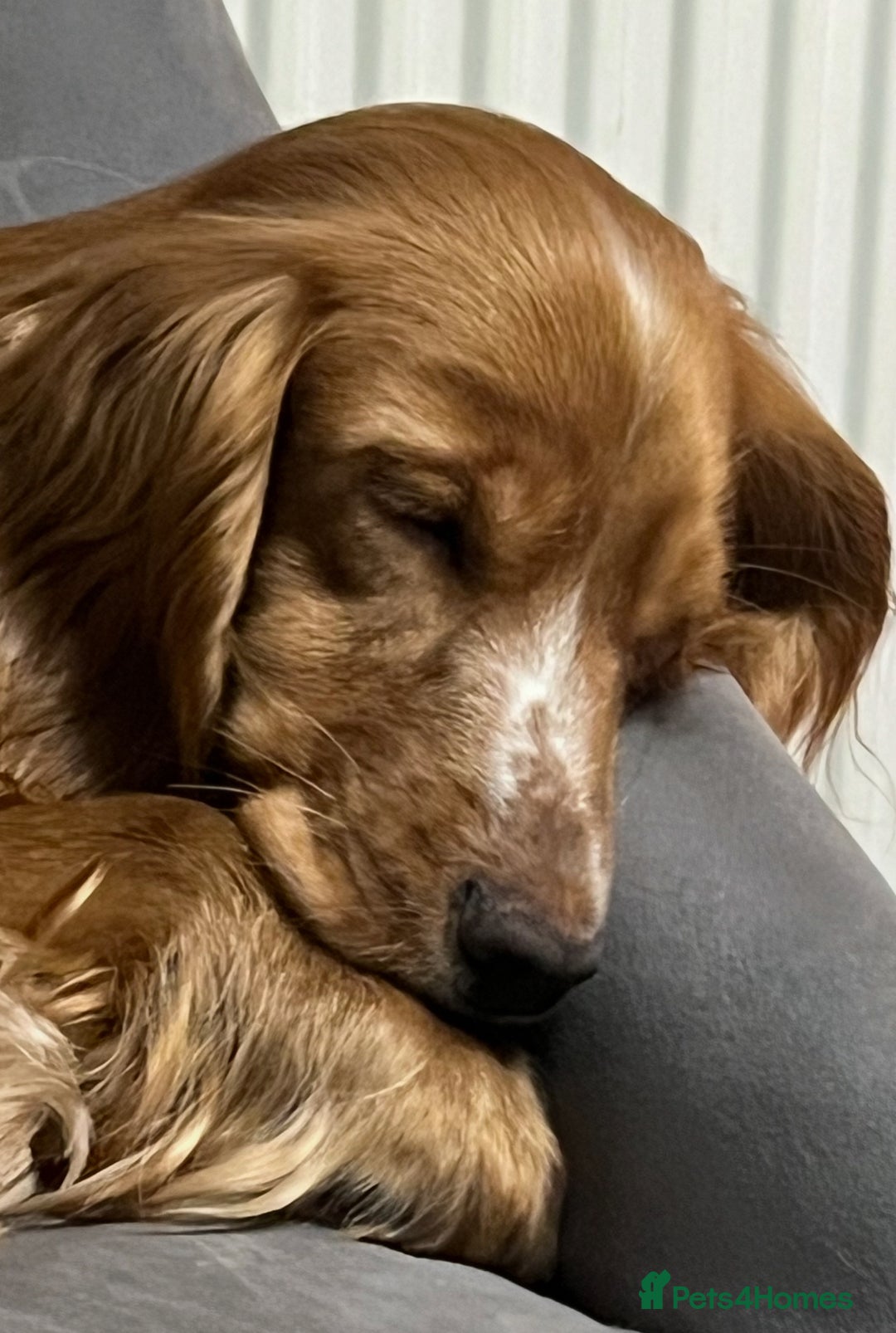 Cockapoo dogs for sale: 7 beautiful cockapoos  - Image 10