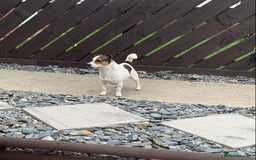 Jack Russell dogs for stud: Jack Russell for stud in Seaham - Image 8