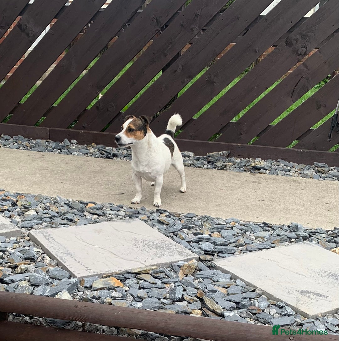 Jack Russell dogs for stud: Jack Russell for stud in Seaham - Image 8