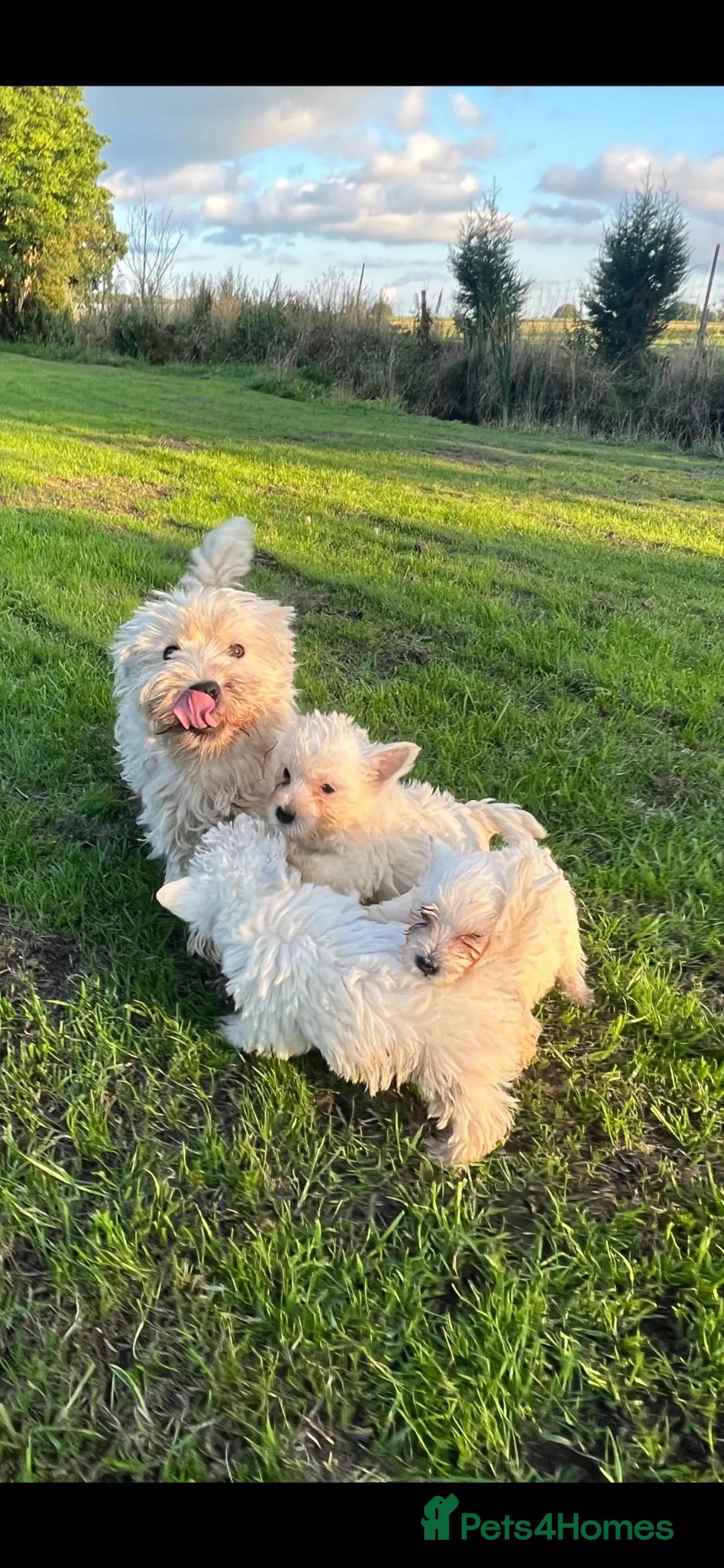 West Highland Terrier dogs for sale: Kc registered Westie pups - Advert 2