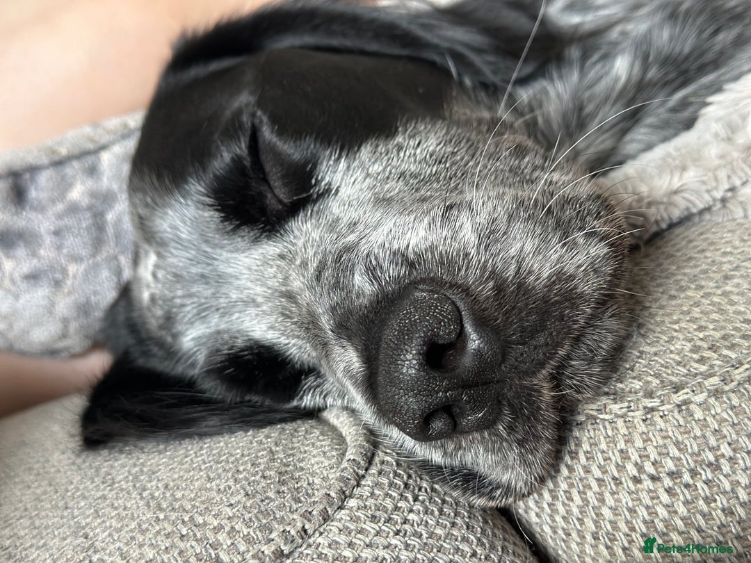 Mixed Breed dogs for sale: Very loving dog  - Image 2