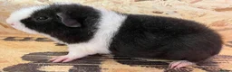 Guinea Pig rodents for sale: Gorgeous pair of Teddy boys/boars/males - Advert 17