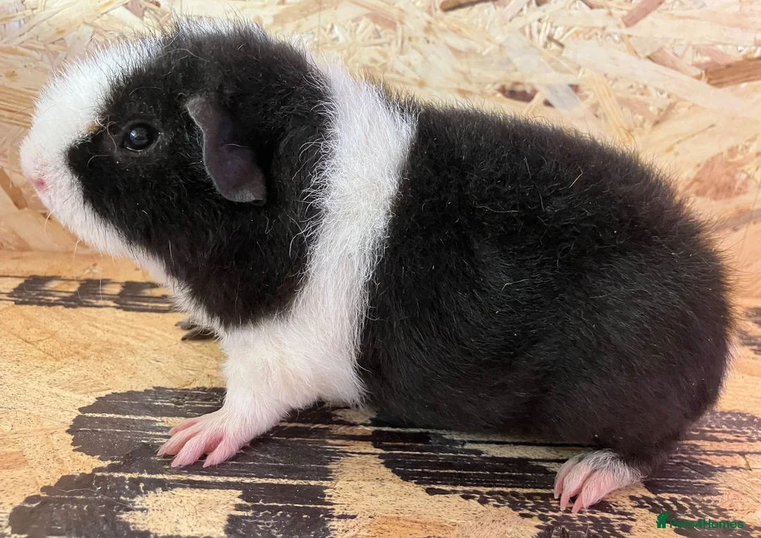 Guinea Pig rodents for sale: Gorgeous pair of Teddy boys/boars/males - Advert 17