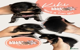 Pomeranian dogs for sale: Quality Pomeranian puppies - Advert 4