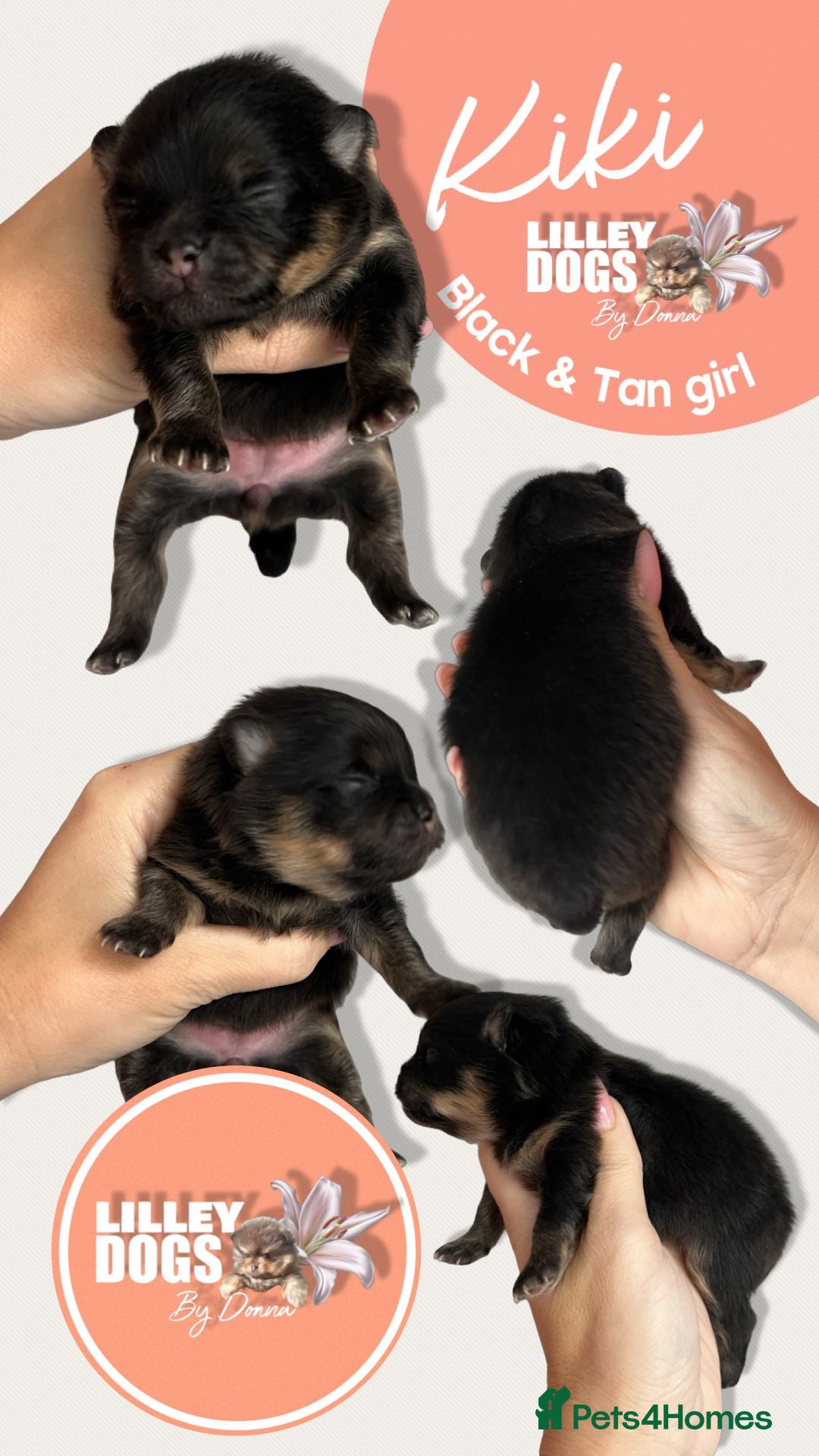 Pomeranian dogs for sale: Quality Pomeranian puppies - Advert 4