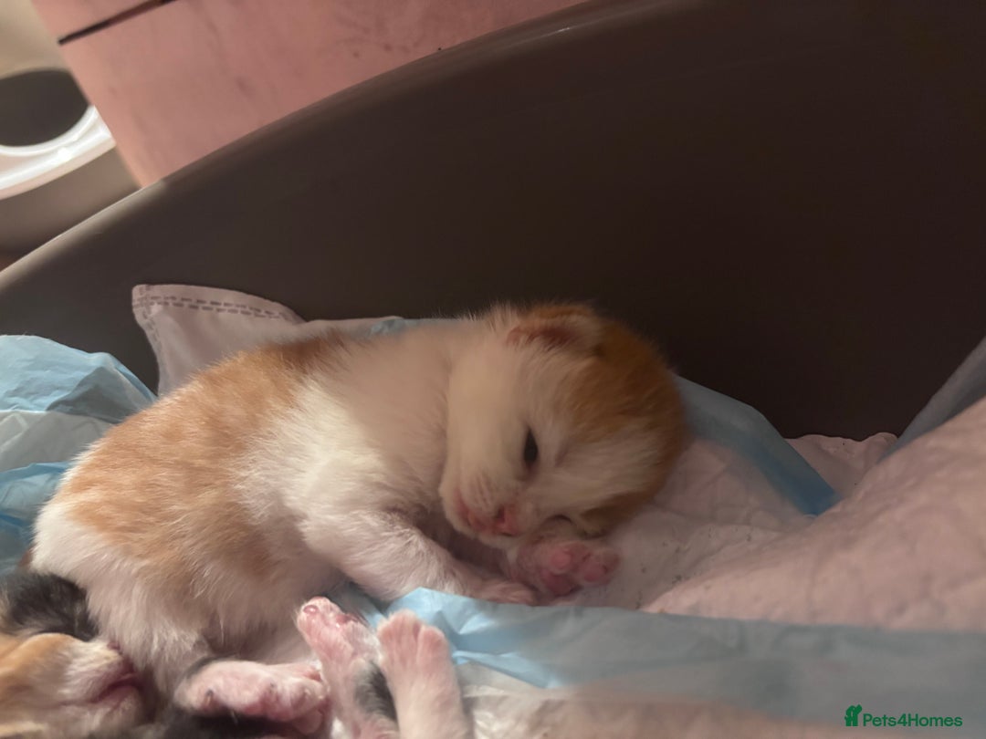 Domestic Shorthair cats for sale: 5 Gorgeous Kittens -  ready on the 7th January  - Advert 14