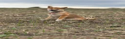 Japanese Shiba Inu dogs for sale: Kc registered Shiba Inu  - Advert 3