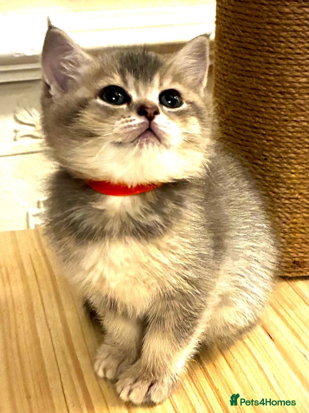 Scottish Fold cats for sale: 5 Scottish Fold Kittens for sale - Advert 19