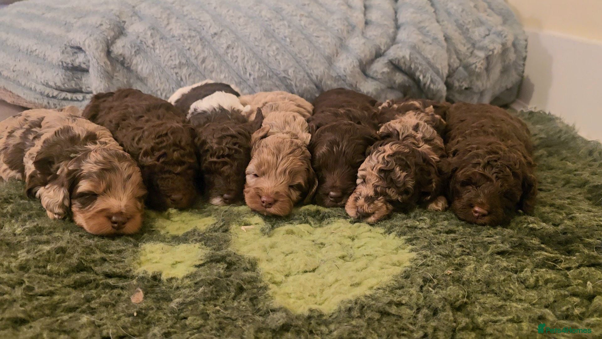 Cockapoo dogs Beautiful F1b Minature Cockapoos - Advert 1