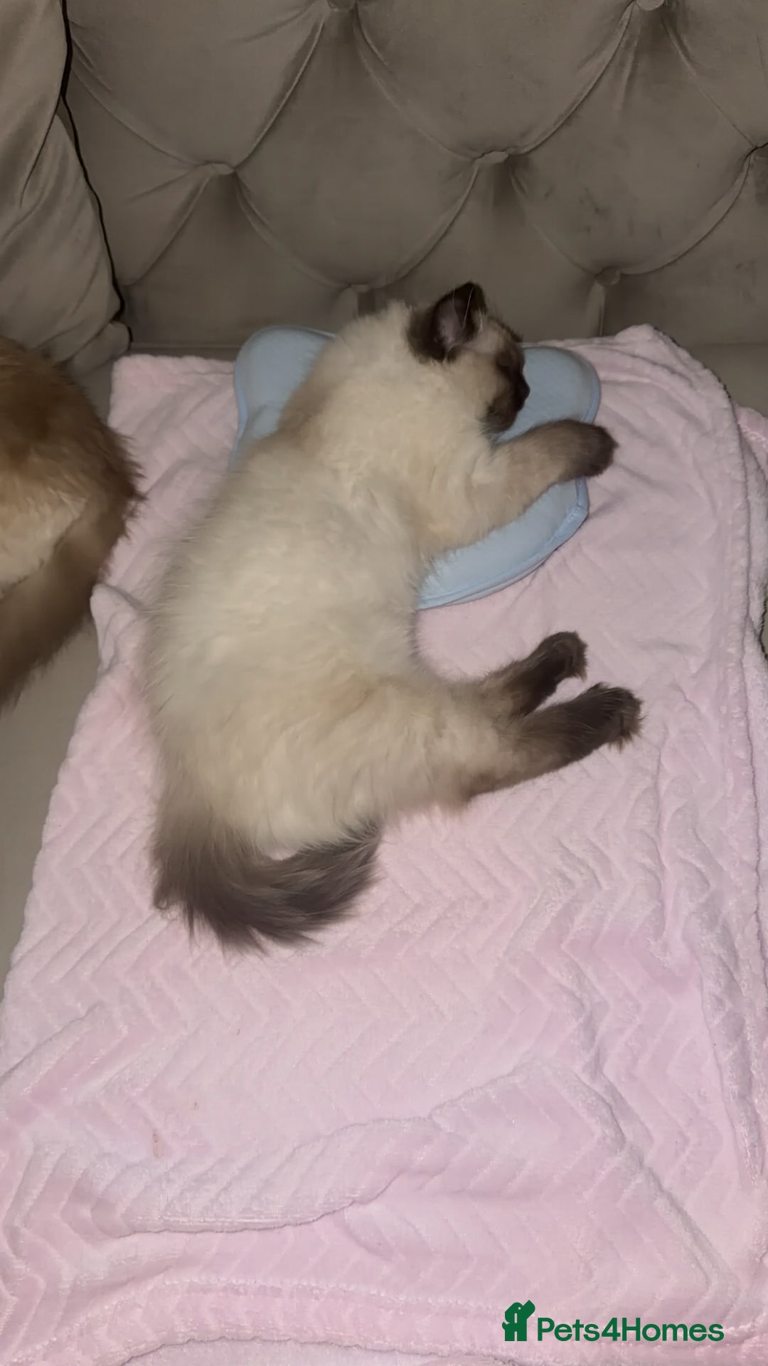 Ragdoll cats for sale: Seal point ragdoll - Advert 11