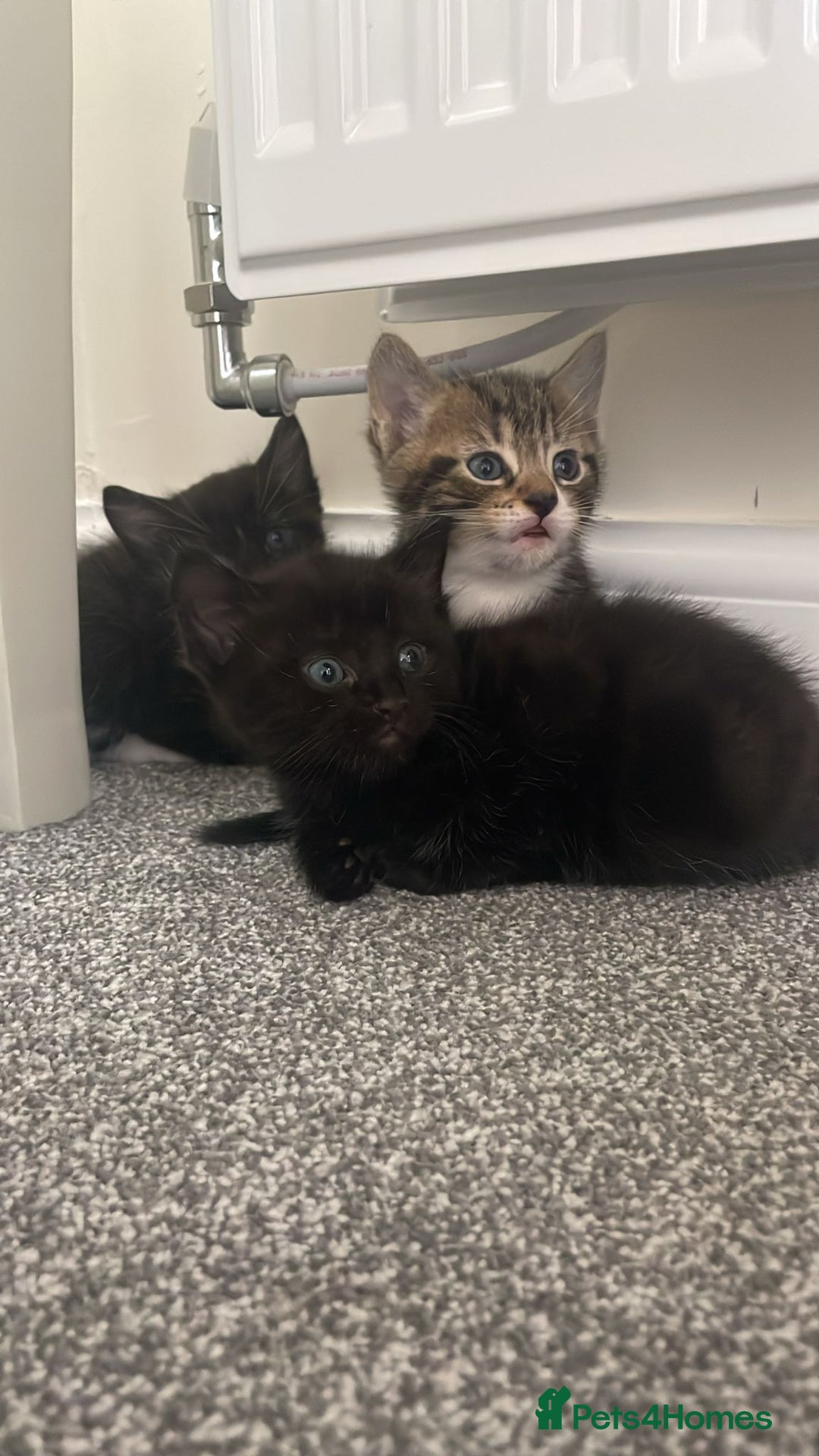 Mixed Breed cats for sale: Beautiful kittens.  - Image 8