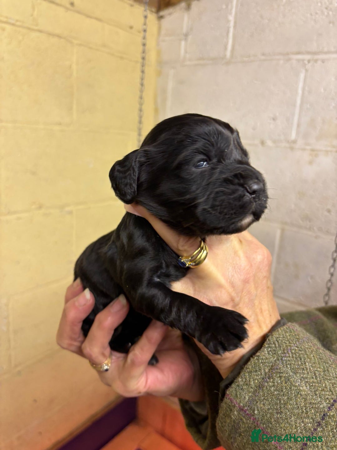 Cocker Spaniel dogs for sale: Working cockers - Advert 5