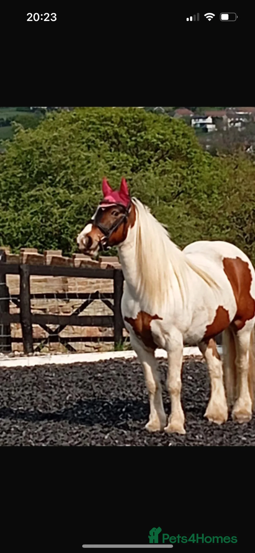 Irish Cob horses for sale: 13h Cob mare - amazing child's pony in Stockport - Advert 2